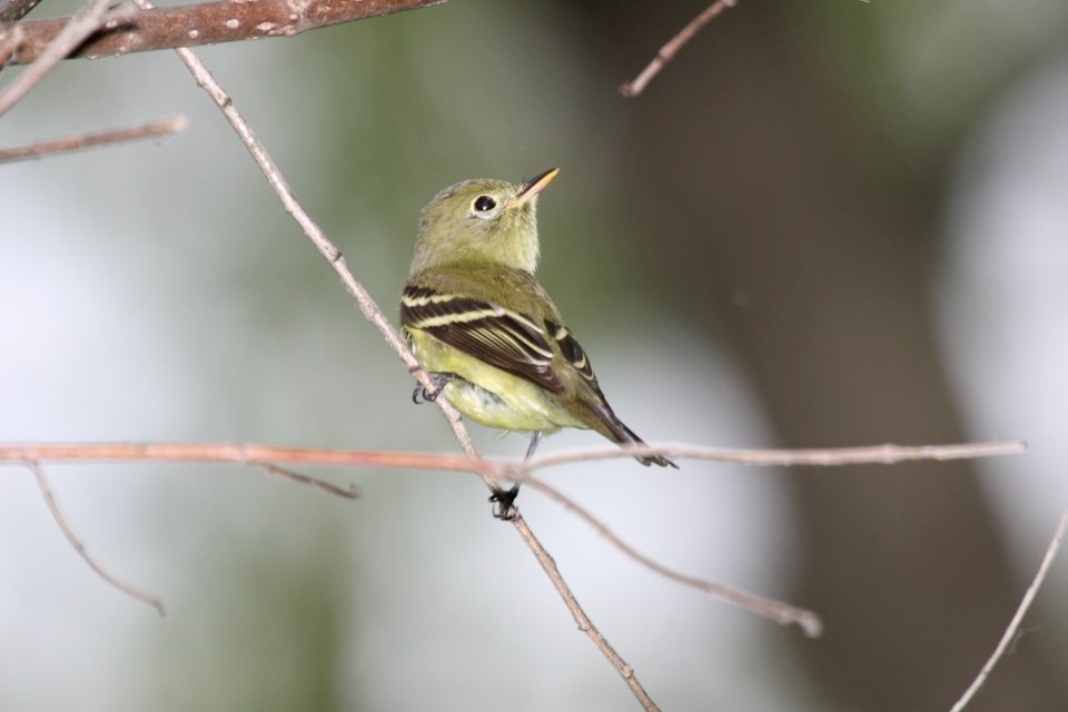 YBFL Image a small yellowish bird with a black and yellow bird