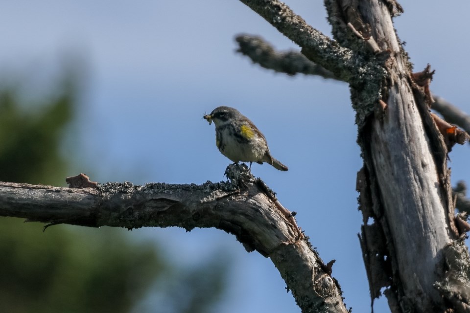 Yellow-rumped Warbler with food small black, white, and yellow bird with caterpillar in its beak