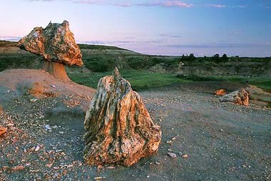 ND-Petrified-Wood