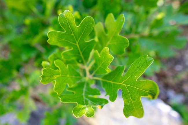 Green oak leaves on branch