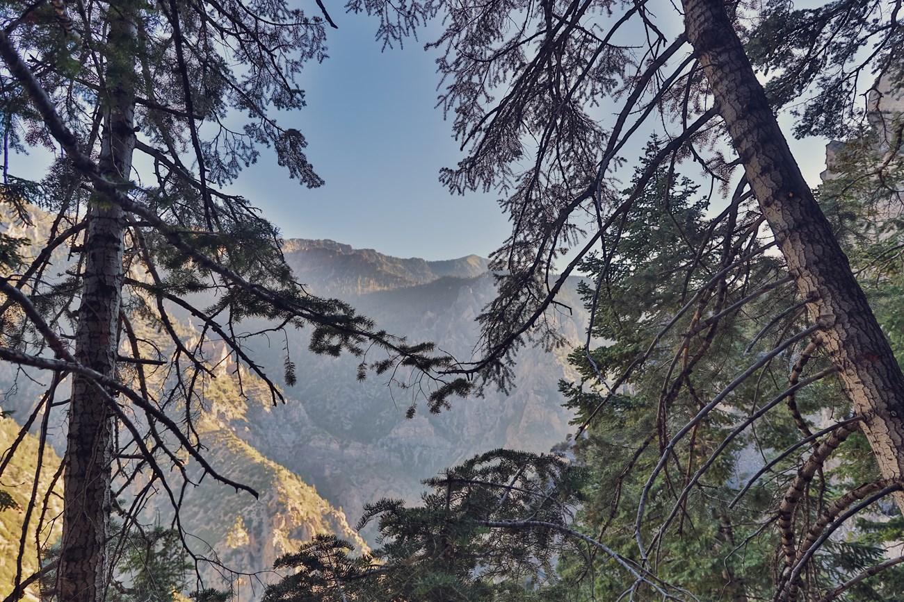 Trees with mountain