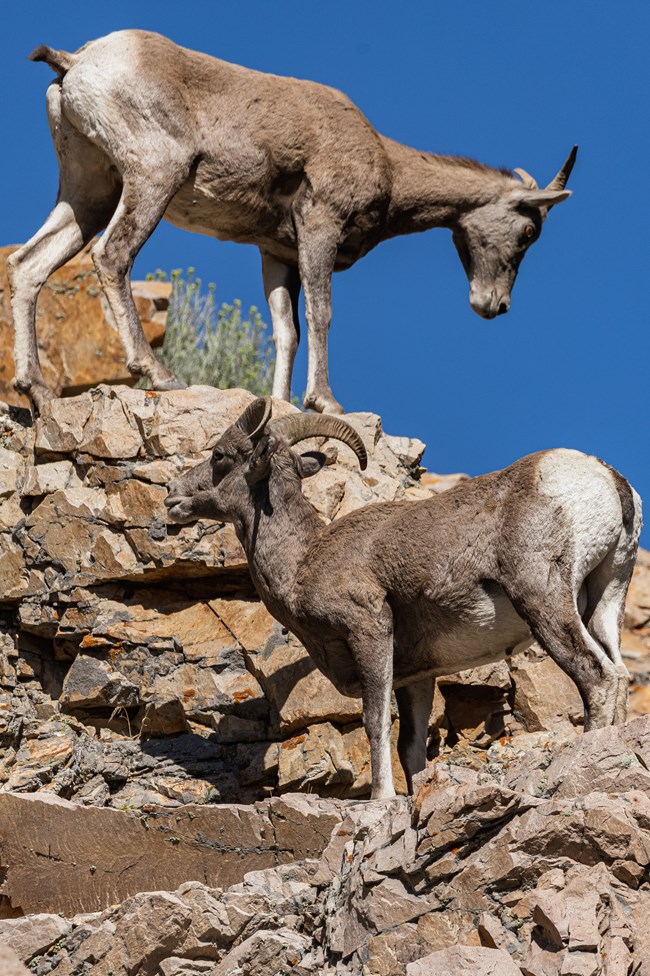 Two bighorn sheep on a rocky ledge