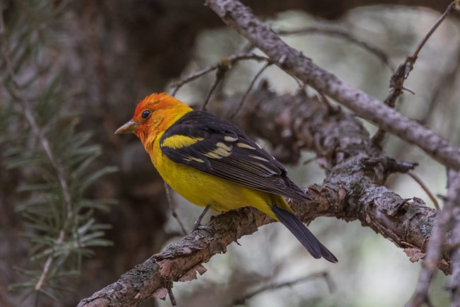 Yellow bird with a red face