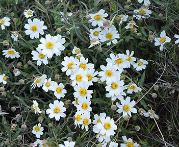 Discover 10 Beautiful Black and White Flowers - A-Z Animals