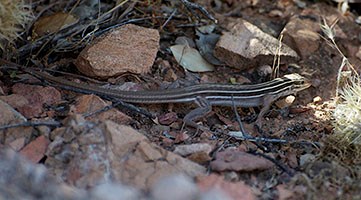 Sonoran Spotted Whiptail laying in rocks.