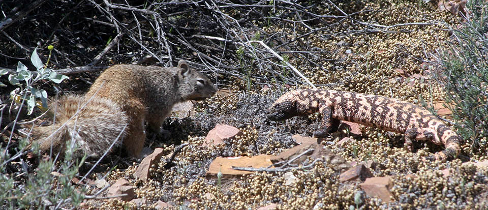 Animals - Tonto National Monument (U.S. National Park Service)