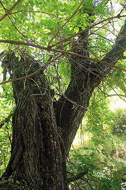 Trees and Shrubs - Tonto National Monument (U.S. National Park Service)