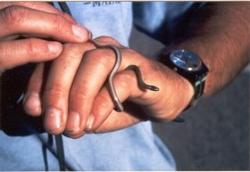 Person holding blackhead snake.