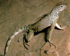 greater Earless Lizard standing on a rock.