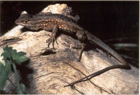 Side-blotched Lizard on a dead log.
