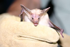 close up of bat in gloved hand