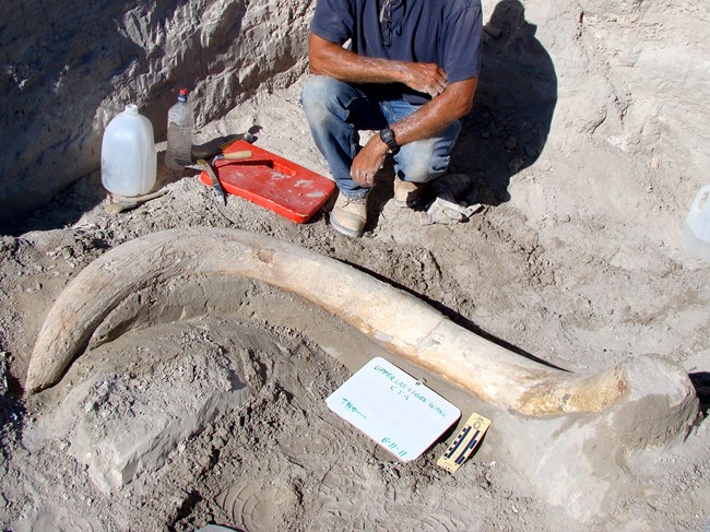 A man stands next to a complete Columbian mammoth tusk in an excavation pit.