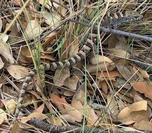 Alligator Lizard climbs through leaves