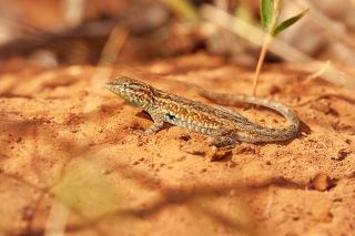 Side-blotched Lizard