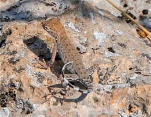 Zebra-tailed Lizard on the hunt