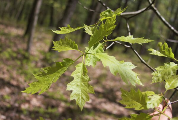 Why do trees have differently shaped leaves? - Washington Post
