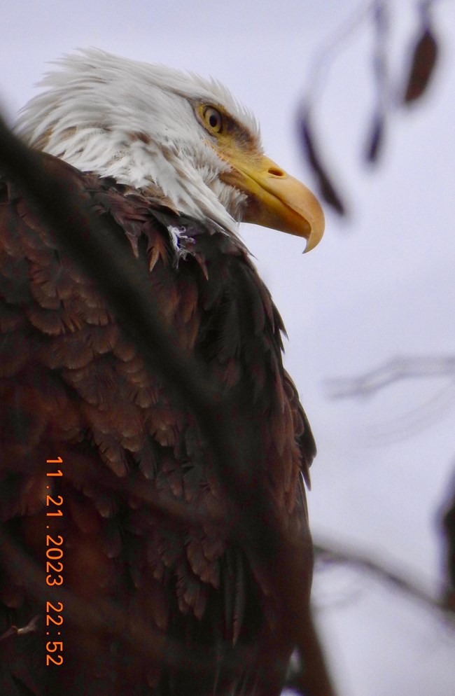 Close up of adult eagle with chest up visible. Eagle has white feathers over head and necka nd dark brown feathers on rest of body. Its beak is bright yellow and curves down to a sharp point. Its eyes are yellow iwth a black pupil.