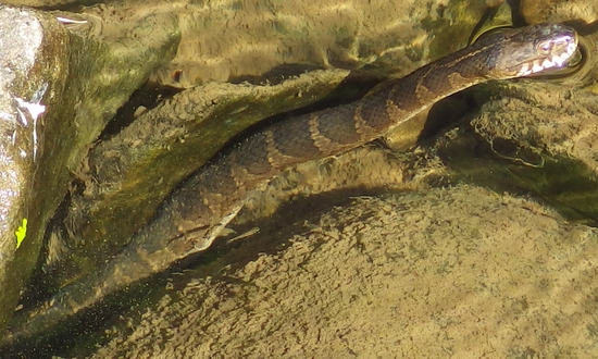 amphibious snakes