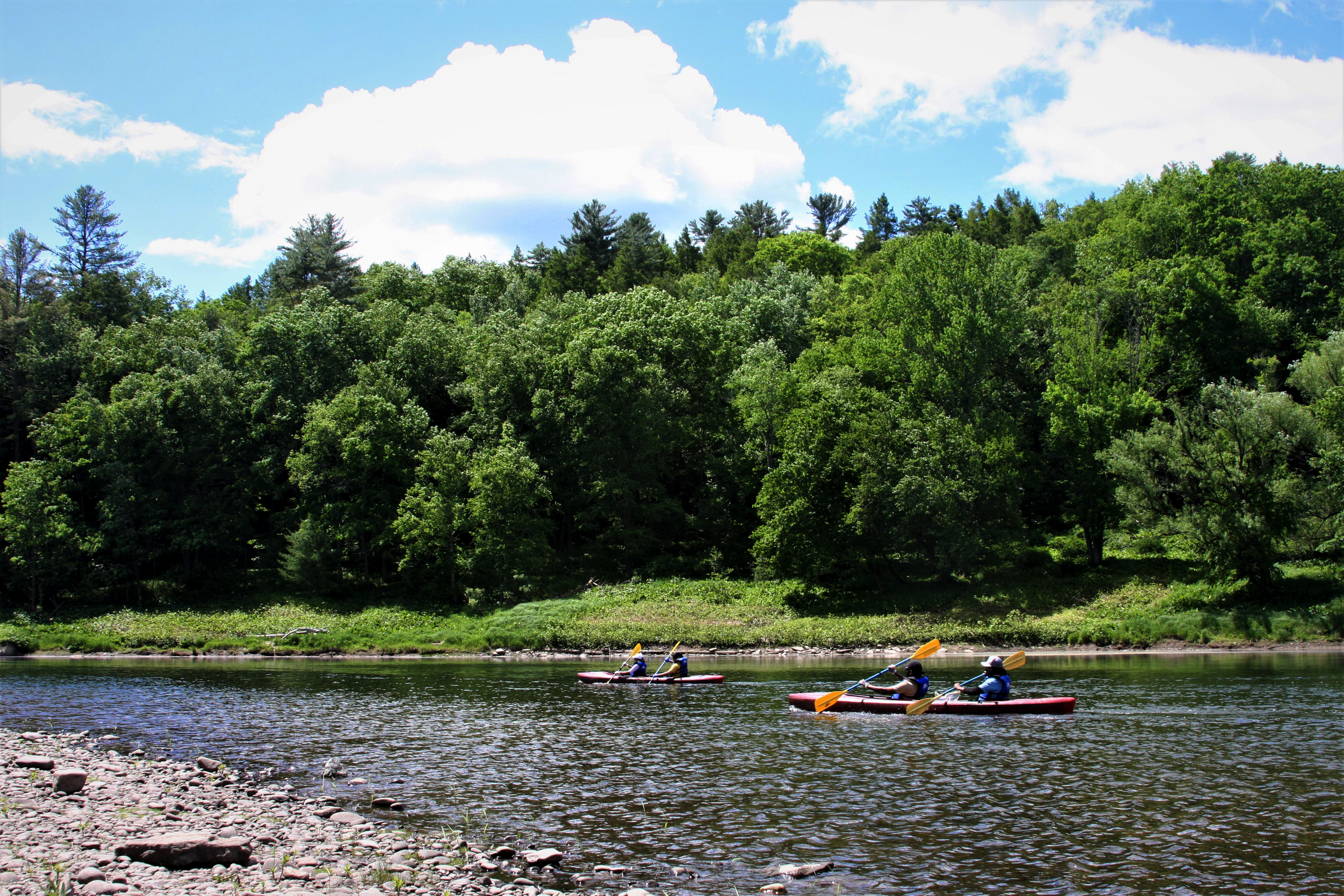 Two tandem kayaks with two kayaks each paddle in river against green trees and blue sky. In foreground is pebby shore.