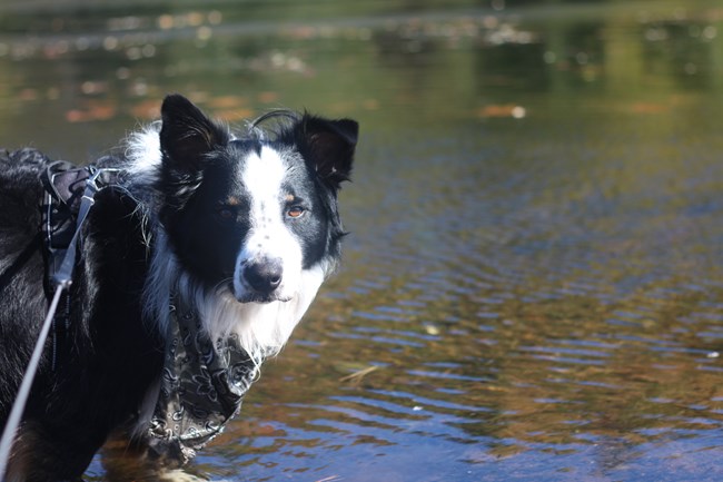 black and white, medium-hair dog standing in front of river.
