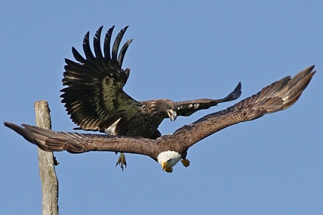 Mature eagle with white head and brown body and wings glides in front of a junvenile eagle. Mature eagle's wings are flat in a glide. Juvenile eagle is dark brown with white streaks of feathers on the undersides of its wings. Its wings are angled upwards,