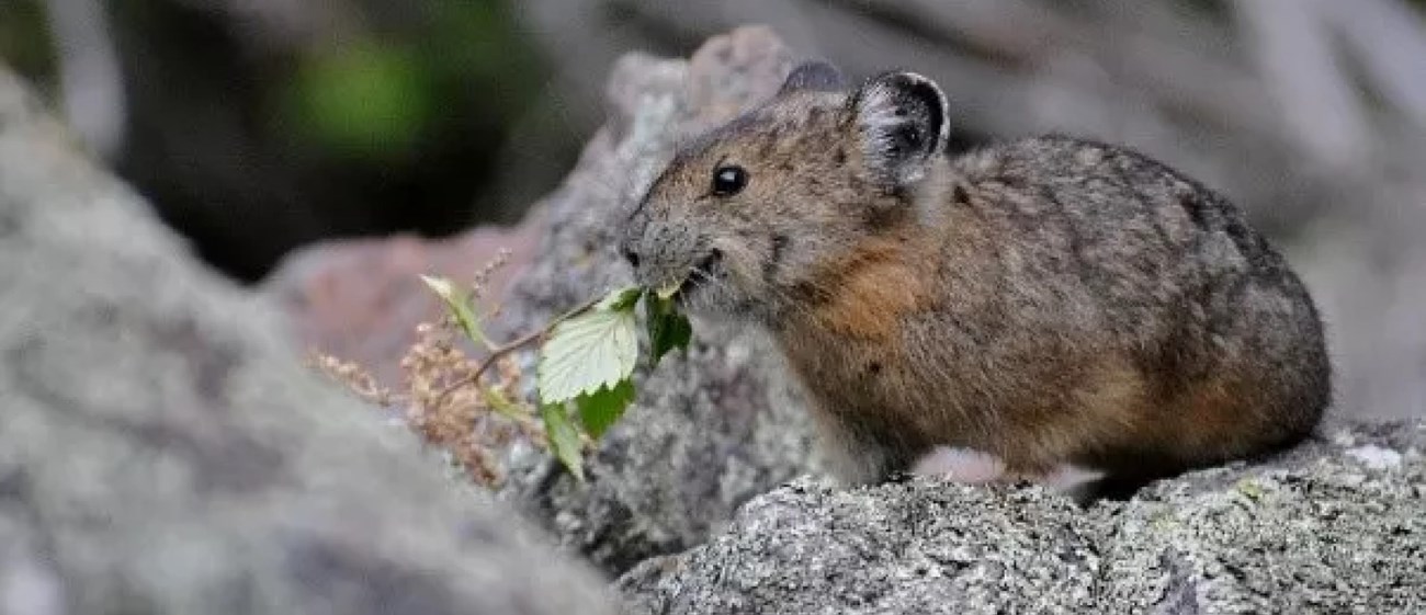 A small pika with green leaves hanging out of its mouth.
