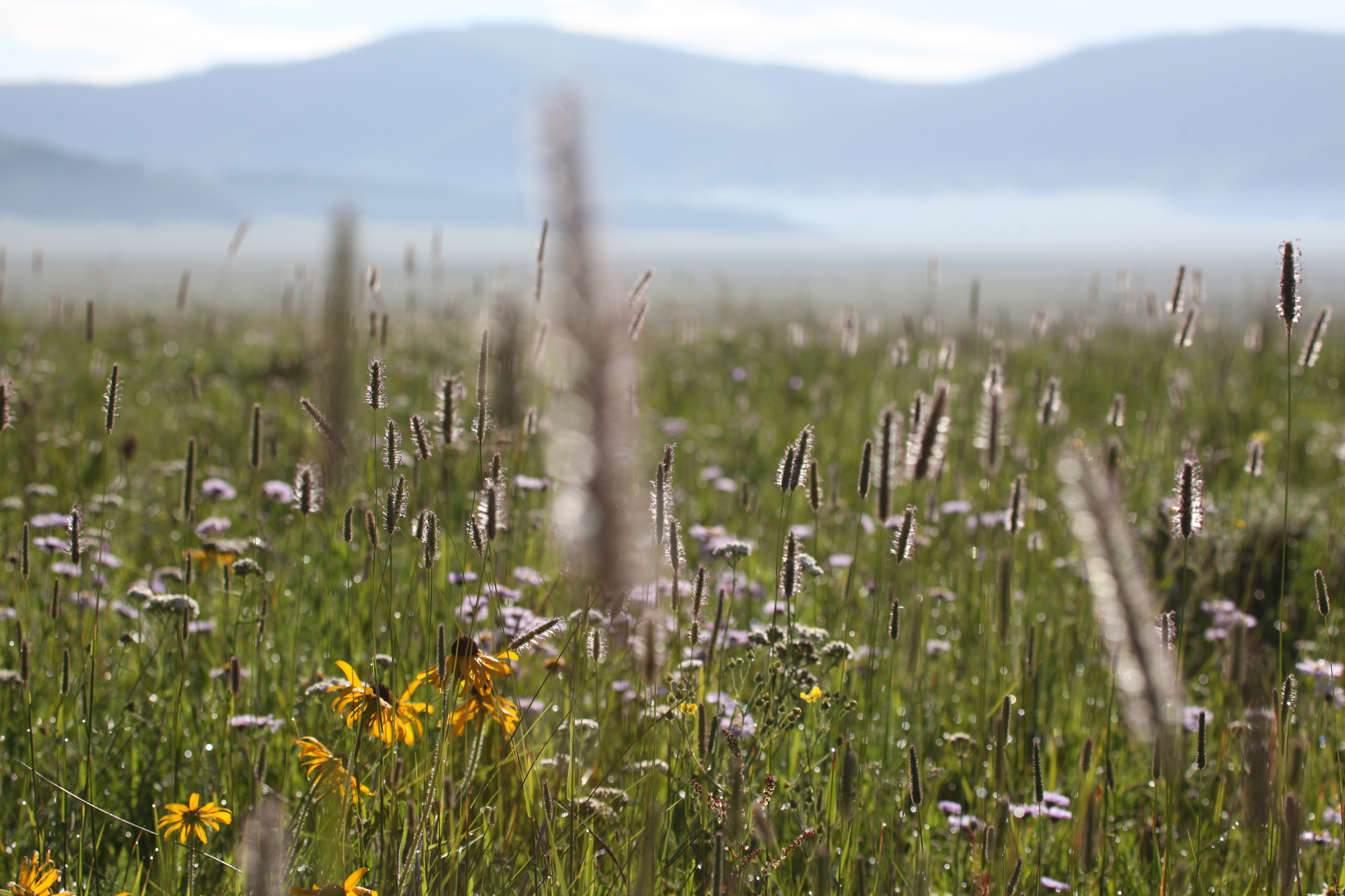 Subalpine Fens - Colorado Native Plant Society