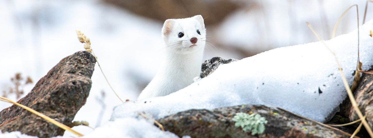 A weasel with white fur pops its head up from a snowy landscape.