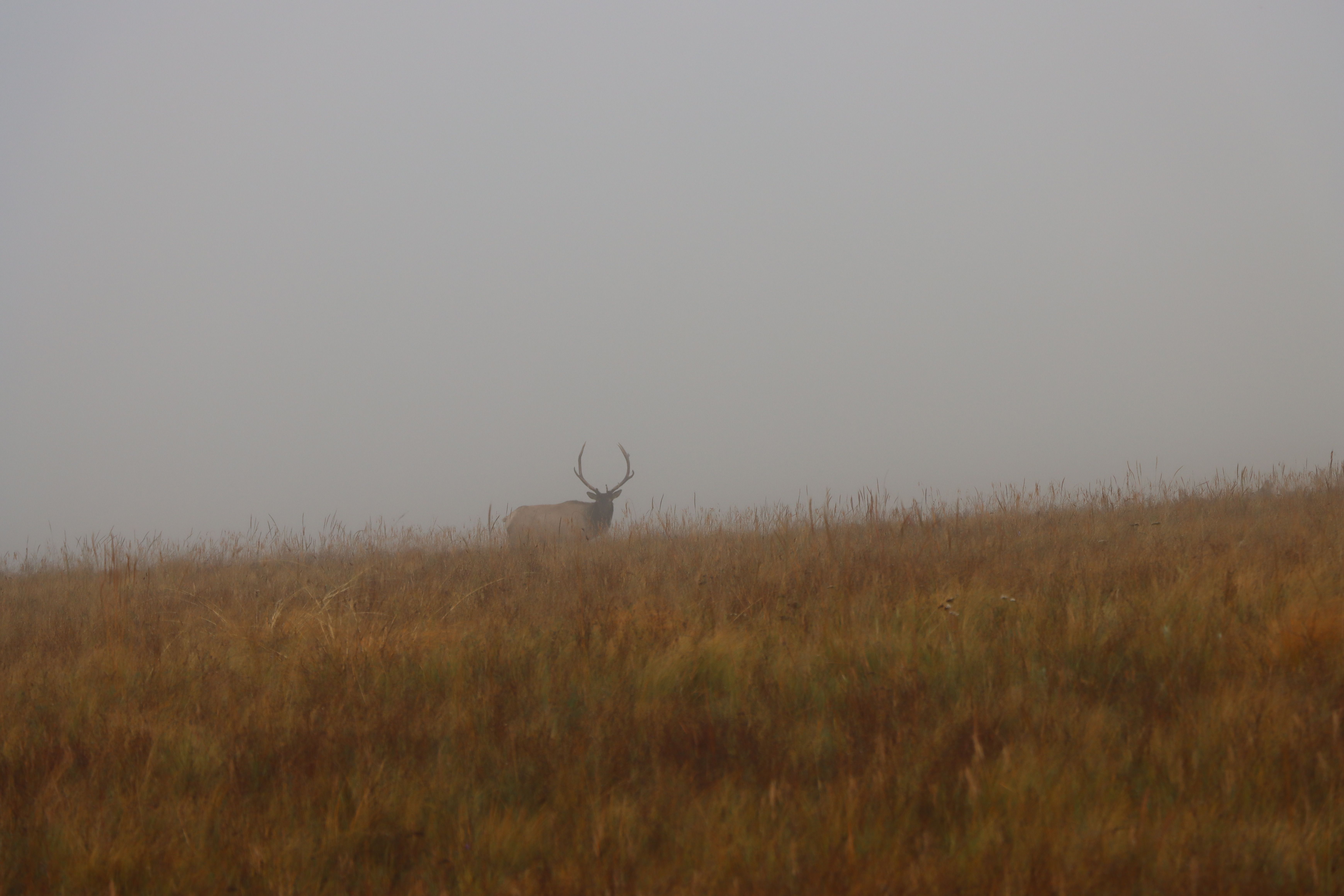 A male elk standing in a fog-covered grassland.