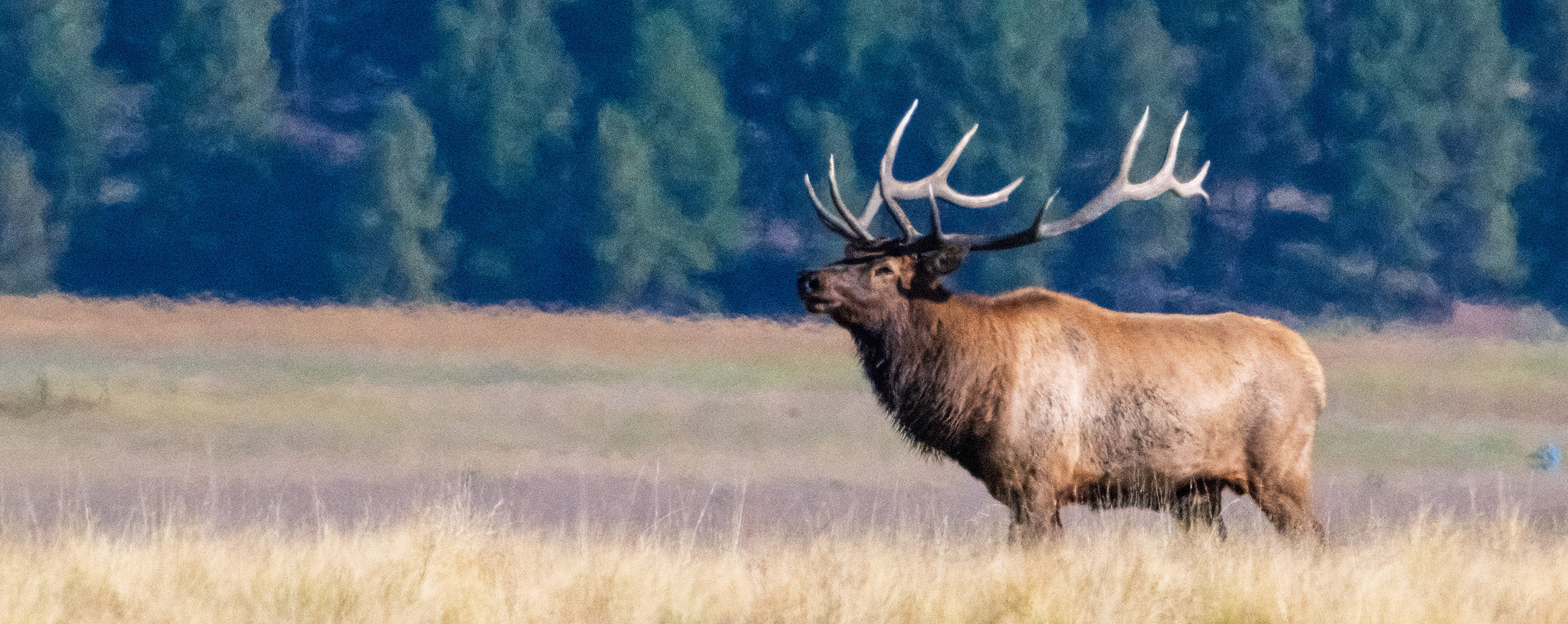 Bull elk surveys the surrounding grassland.