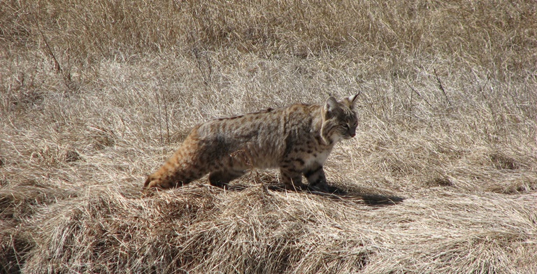 wildlife viewing - valles caldera national preserve u.s