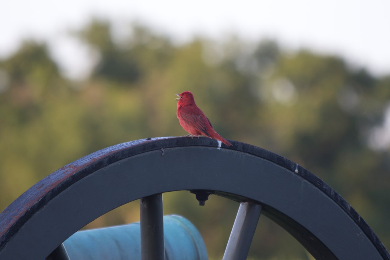 A red bird sits on a wheel of a civil war era cannon