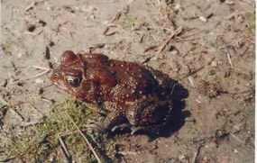 An brown American Toad sitting in dirt