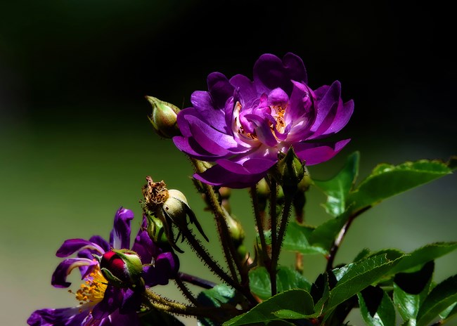 A vibrant purple flower