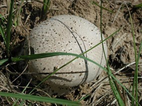 Giant Puffball