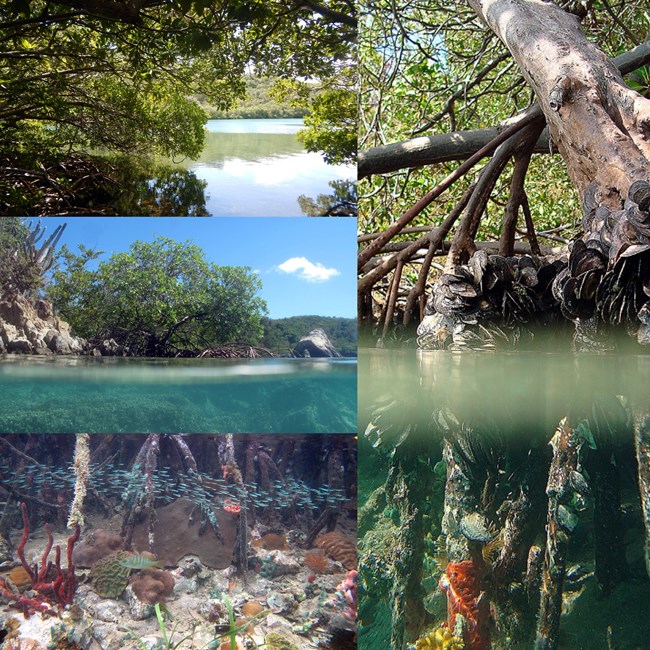 Figure 2. Red Mangroves fringe the shorelines of the bays in Hurricane Hole and their prop roots extend into the clear waters below (a,b). Corals grow on and among the prop roots and on nearby hard substrata (c,d). All photos in this article were taken by