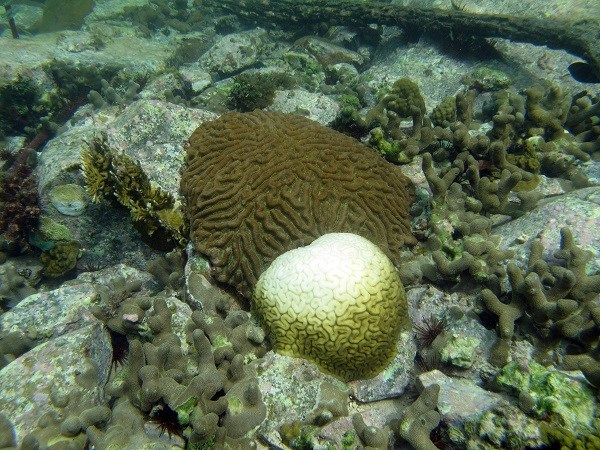 Bleached and Unbleached Corals in Hurricane Hole