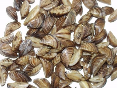 Pile of Zebra Mussels with a white background