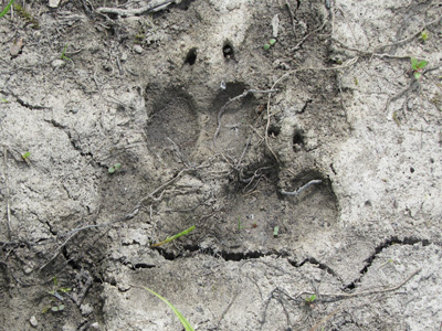 Gray wolf - Voyageurs National Park (U.S. National Park Service)