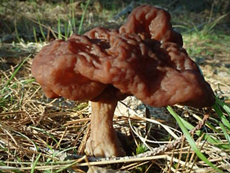 So Many Mushrooms! (U.S. National Park Service)