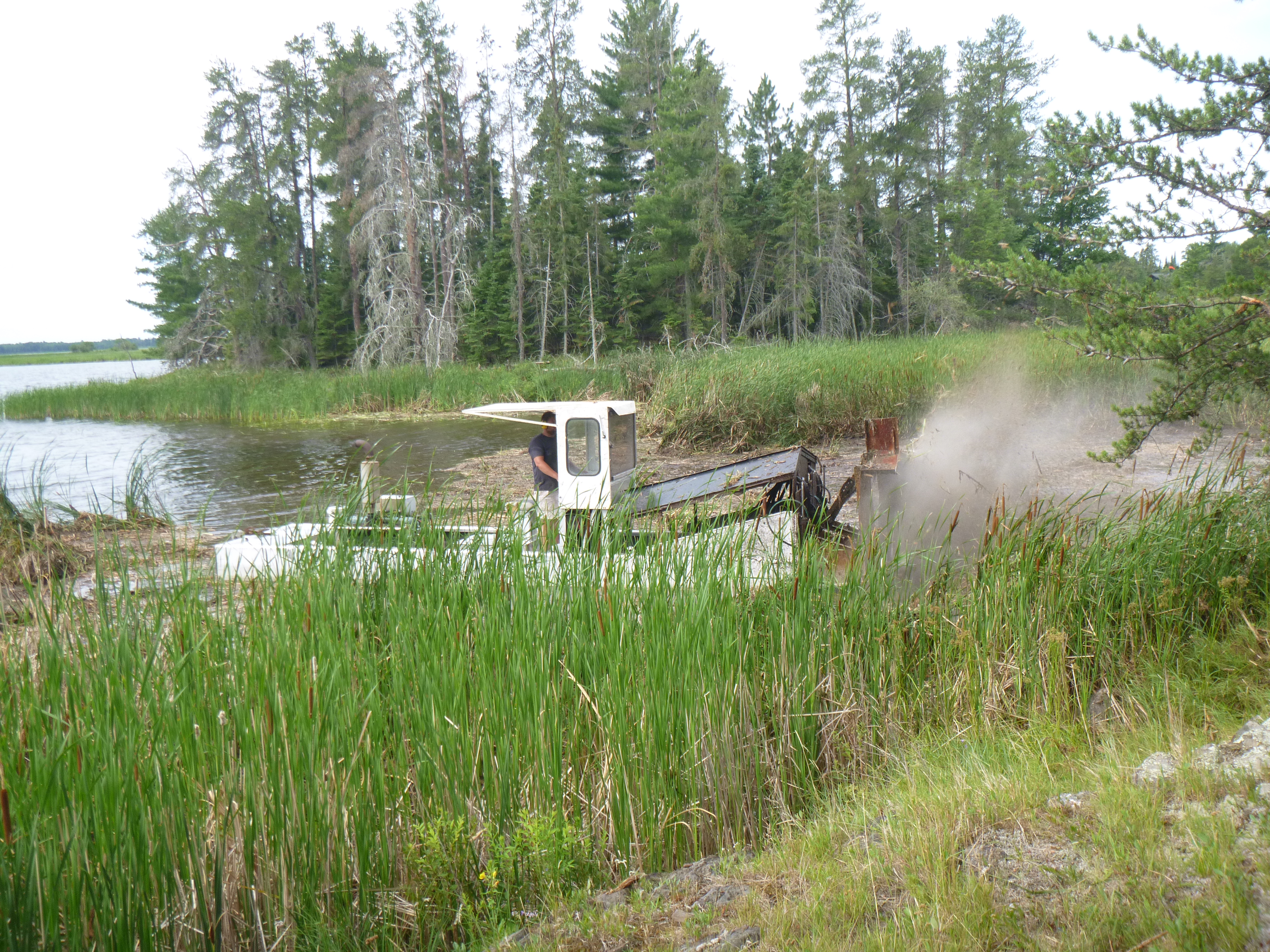 small vessel with special equipment removes cattails from lake