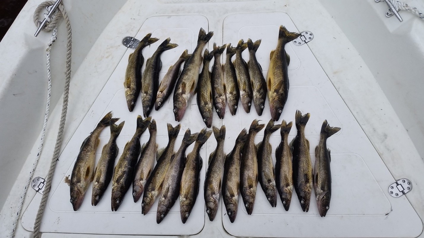 Walleye Fishing Voyageurs National Park