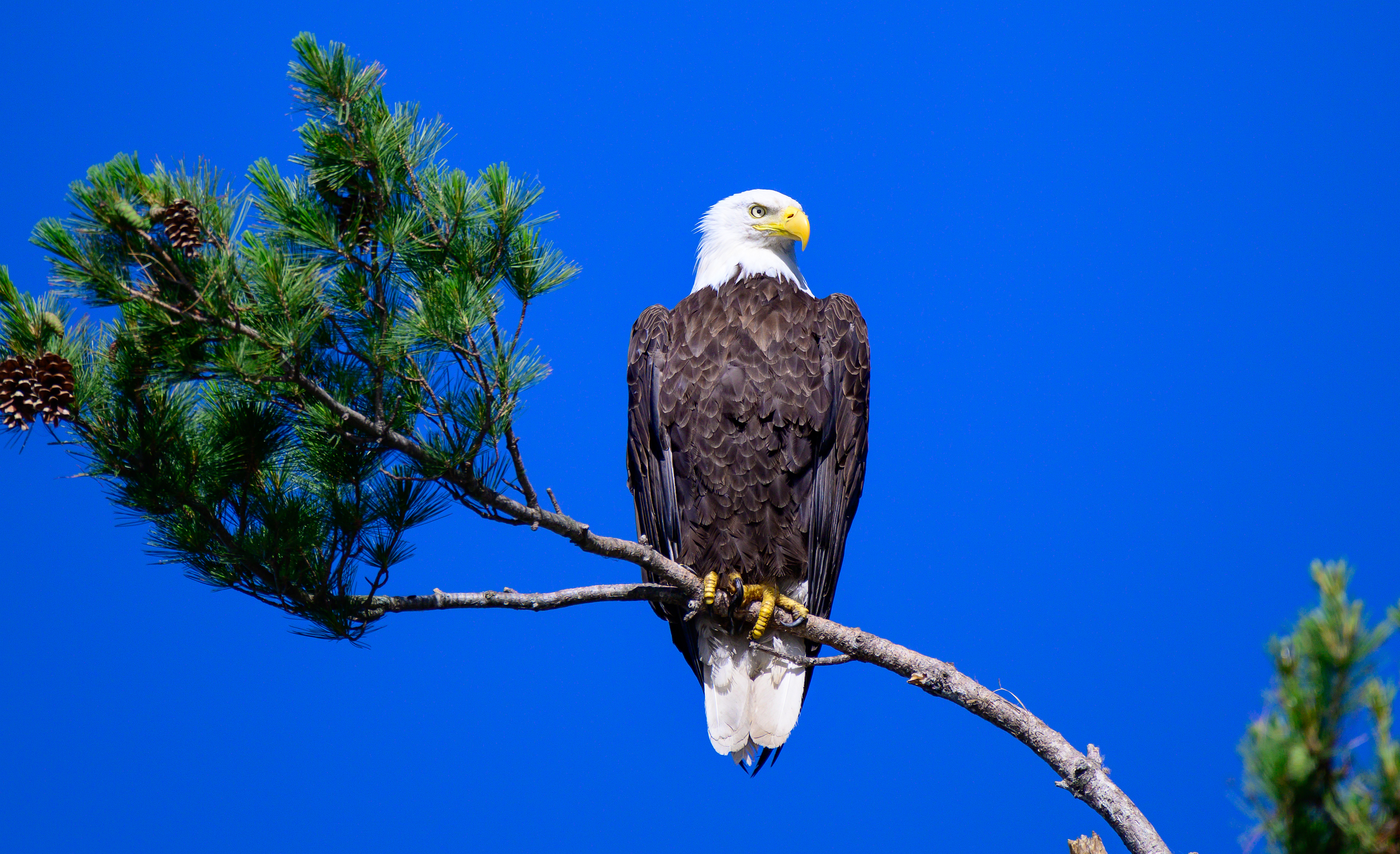Bald eagle against blue sky