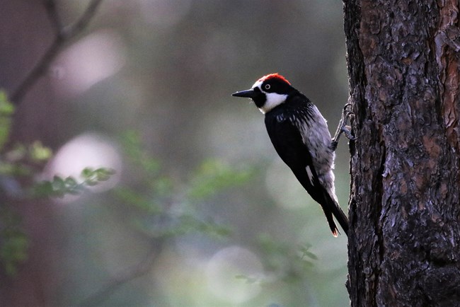 Small Black, Grey, and White Bird Perched on Branch in Arizona