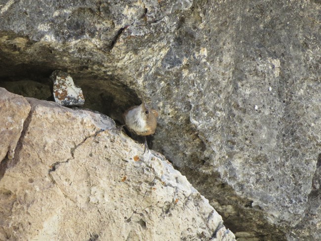 Canyon wren