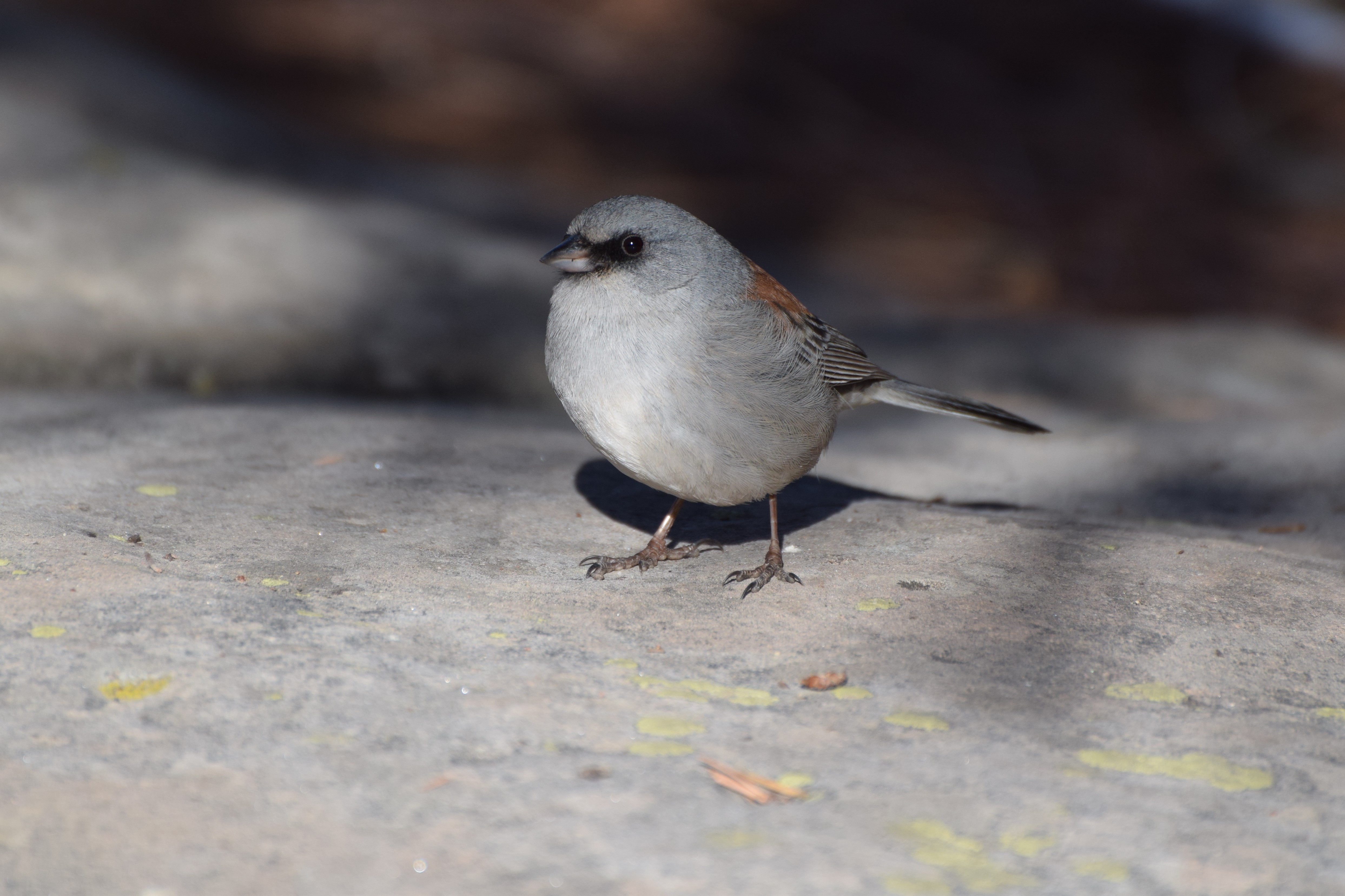 Small Black, Grey, and White Bird Perched on Branch in Arizona