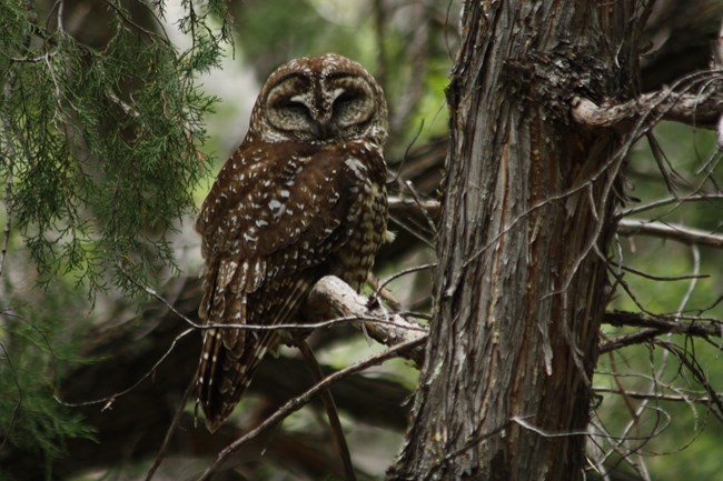 A brown and white speckled owl perches on a branch.