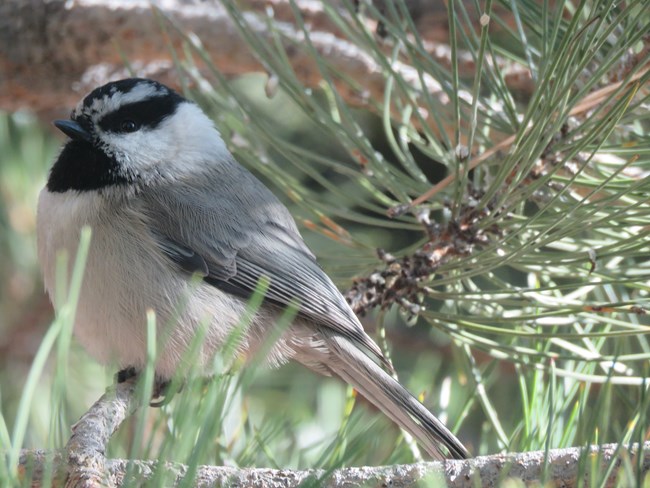 A small black and white bird sits in a pine tree.