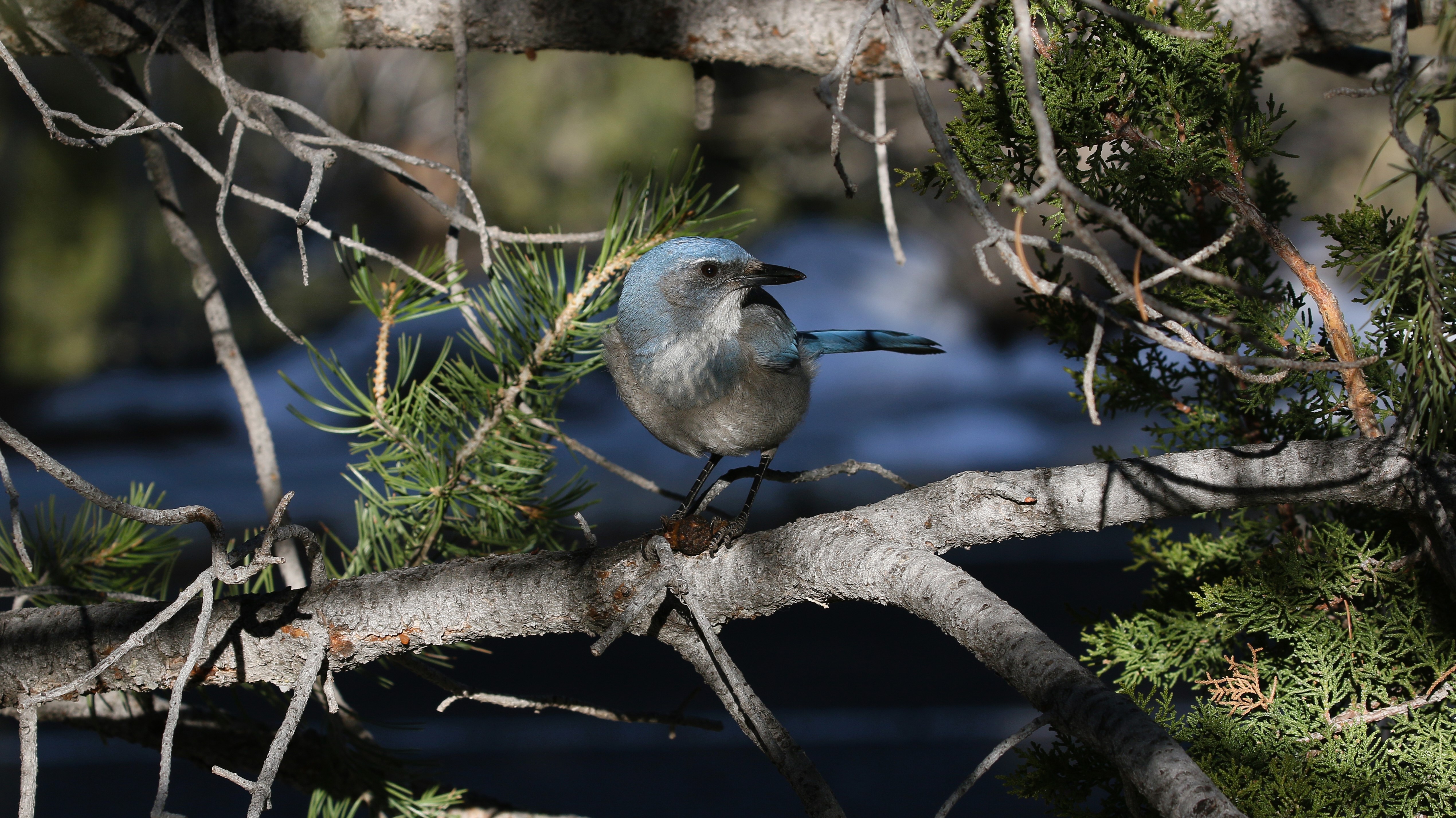 Discover All 4 Types of Blue Jay Birds (With Pictures) - AZ Animals