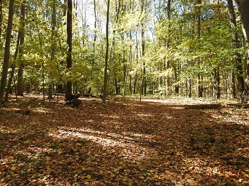 A hiking trail in the middle of the woods during autumn.